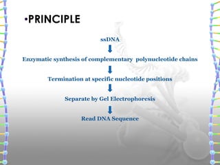 •PRINCIPLE
ssDNA
Enzymatic synthesis of complementary polynucleotide chains
Termination at specific nucleotide positions
Separate by Gel Electrophoresis
Read DNA Sequence
 