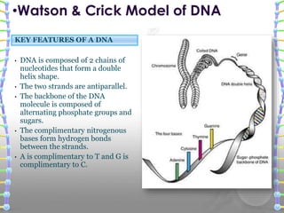 KEY FEATURES OF A DNA
• DNA is composed of 2 chains of
nucleotides that form a double
helix shape.
• The two strands are antiparallel.
• The backbone of the DNA
molecule is composed of
alternating phosphate groups and
sugars.
• The complimentary nitrogenous
bases form hydrogen bonds
between the strands.
• A is complimentary to T and G is
complimentary to C.
•Watson & Crick Model of DNA
 