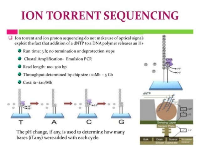 period 2 sequence snapgene