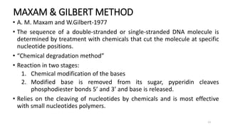 MAXAM & GILBERT METHOD
• A. M. Maxam and W.Gilbert-1977
• The sequence of a double-stranded or single-stranded DNA molecule is
determined by treatment with chemicals that cut the molecule at specific
nucleotide positions.
• “Chemical degradation method”
• Reaction in two stages:
1. Chemical modification of the bases
2. Modified base is removed from its sugar, pyperidin cleaves
phosphodiester bonds 5’ and 3’ and base is released.
• Relies on the cleaving of nucleotides by chemicals and is most effective
with small nucleotides polymers.
13
 