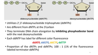 • Utililizes 2',3'-dideoxynucleotide triphosphate (ddNTPs)
• Are different from dNTPs at the 3’carbon
• They terminate DNA chain elongation by inhibiting phosphodiester bond
with the next deoxynucleotide
• Each ddNTP has label for different color fluorescence
ddATP, ddGTP, ddCTP, ddTTP
• Proportion of the dNTPs and ddNTPs; 100 : 1 (1% of the fluorescence
labeled terminator ddNTPs)
15
 