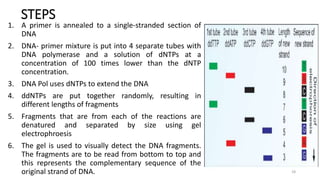 STEPS
1. A primer is annealed to a single-stranded section of
DNA
2. DNA- primer mixture is put into 4 separate tubes with
DNA polymerase and a solution of dNTPs at a
concentration of 100 times lower than the dNTP
concentration.
3. DNA Pol uses dNTPs to extend the DNA
4. ddNTPs are put together randomly, resulting in
different lengths of fragments
5. Fragments that are from each of the reactions are
denatured and separated by size using gel
electrophroesis
6. The gel is used to visually detect the DNA fragments.
The fragments are to be read from bottom to top and
this represents the complementary sequence of the
original strand of DNA. 18
 