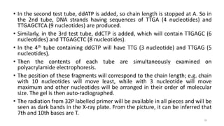 • In the second test tube, ddATP is added, so chain length is stopped at A. So in
the 2nd tube, DNA strands having sequences of TTGA (4 nucleotides) and
TTGAGCTCA (9 nucleotides) are produced.
• Similarly, in the 3rd test tube, ddCTP is added, which will contain TTGAGC (6
nucleotides) and TTGAGCTC (8 nucleotides).
• In the 4th tube containing ddGTP will have TTG (3 nucleotide) and TTGAG (5
nucleotides).
• Then the contents of each tube are simultaneously examined on
polyacrylamide electrophoresis.
• The position of these fragments will correspond to the chain length; e.g. chain
with 10 nucleotides will move least, while with 3 nucleotide will move
maximum and other nucleotides will be arranged in their order of molecular
size. The gel is then auto-radiographed.
• The radiation from 32P labelled primer will be available in all pieces and will be
seen as dark bands in the X-ray plate. From the picture, it can be inferred that
7th and 10th bases are T.
20
 