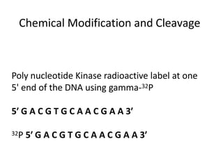 Chemical Modification and Cleavage
Poly nucleotide Kinase radioactive label at one
5' end of the DNA using gamma-32P
5′ G A C G T G C A A C G A A 3′
32P 5′ G A C G T G C A A C G A A 3′
 