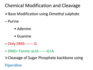 Chemical Modification and Cleavage
Base Modification using Dimethyl sulphate
– Purine
• Adenine
• Guanine
– Only DMS------- G
– DMS+ Formic acid-------G+A
Cleavage of Sugar Phosphate backbone using
Piperidine
 
