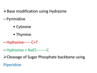 Base modification using Hydrazine
– Pyrimidine
• Cytosine
• Thymine
– Hydrazine----- C+T
– Hydrazine + NaCl--------C
Cleavage of Sugar Phosphate backbone using
Piperidine
 