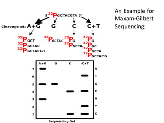 An Example for
Maxam-Gilbert
Sequencing
 