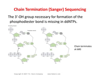 Chain terminates
at ddG
Chain Termination (Sanger) Sequencing
The 3′-OH group necessary for formation of the
phosphodiester bond is missing in ddNTPs.
 