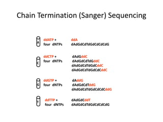 ddATP + ddA
four dNTPs dAdGdCdTdGdCdCdCdG
ddCTP + dAdGddC
four dNTPs dAdGdCdTdGddC
dAdGdCdTdGdCddC
dAdGdCdTdGdCdCddC
ddGTP + dAddG
four dNTPs dAdGdCdTddG
dAdGdCdTdGdCdCdCddG
ddTTP + dAdGdCddT
four dNTPs dAdGdCdTdGdCdCdCdG
A
C
G
T
Chain Termination (Sanger) Sequencing
 