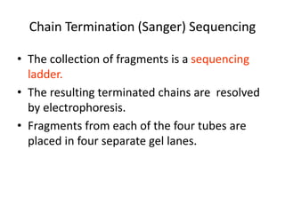 Chain Termination (Sanger) Sequencing
• The collection of fragments is a sequencing
ladder.
• The resulting terminated chains are resolved
by electrophoresis.
• Fragments from each of the four tubes are
placed in four separate gel lanes.
 