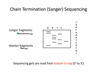 Sequencing gels are read from bottom to top (5′ to 3′).
G A T C
3′
G
G
T
A
A
A
T
C
A
T
G
5′
Longer fragments
Shorter fragments
ddG
ddG
Chain Termination (Sanger) Sequencing
 