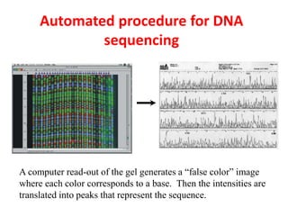 Automated procedure for DNA
sequencing
A computer read-out of the gel generates a “false color” image
where each color corresponds to a base. Then the intensities are
translated into peaks that represent the sequence.
 