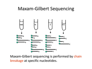 Maxam-Gilbert sequencing is performed by chain
breakage at specific nucleotides.
DMS
G
G
G
G
FA
G
A
G
G
A
G
A
A
H
C
T
T
C
T
C
C
T
H+S
C
C
C
C
Maxam-Gilbert Sequencing
 