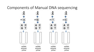 PROF S.SUBBIAH et al.
Components of Manual DNA sequencing
 