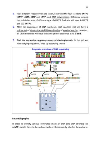11
5. Four different reaction vials are taken, each with the four standard dNTPs
(dATP, dGTP, dCTP and dTTP) and DNA polymerases. Difference among
the vials is because of different type of ddNTP. Each vial will have 1 ddNTP
per 100 dNTPs.
6. After the occurrence of DNA synthesis, each reaction vial will have a
unique set of single-stranded DNA molecules of varying lengths. However,
all DNA molecules will have the same primer sequence at its 5' end.
7. Find the nucleotide sequence using gel electrophoresis: In the gel, we
have varying sequences, lined up according to size.
Enzymatic procedure of DNA sequencing
Autoradiography
In order to identify various terminated chains of DNA (the DNA strands) the
ddNTPs would have to be radioactively or fluorescently labelled beforehand.
 