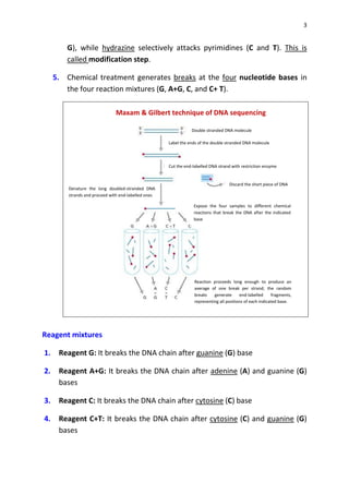 3
G), while hydrazine selectively attacks pyrimidines (C and T). This is
called modification step.
5. Chemical treatment generates breaks at the four nucleotide bases in
the four reaction mixtures (G, A+G, C, and C+ T).
Maxam & Gilbert technique of DNA sequencing
Reagent mixtures
1. Reagent G: It breaks the DNA chain after guanine (G) base
2. Reagent A+G: It breaks the DNA chain after adenine (A) and guanine (G)
bases
3. Reagent C: It breaks the DNA chain after cytosine (C) base
4. Reagent C+T: It breaks the DNA chain after cytosine (C) and guanine (G)
bases
Reaction proceeds long enough to produce an
average of one break per strand; the random
breaks generate end-labelled fragments,
representing all positions of each indicated base.
Expose the four samples to different chemical
reactions that break the DNA after the indicated
base
Denature the long doubled-stranded DNA
strands and proceed with end-labelled ones
Cut the end-labelled DNA strand with restriction enzyme
Label the ends of the double stranded DNA molecule
Double stranded DNA molecule
Discard the short piece of DNA
 