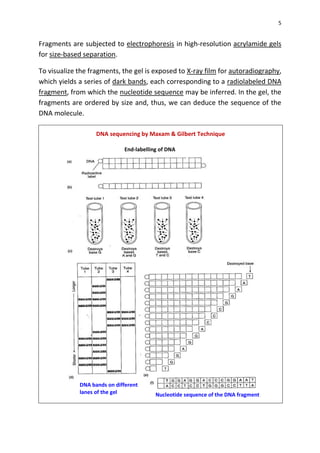 5
Fragments are subjected to electrophoresis in high-resolution acrylamide gels
for size-based separation.
To visualize the fragments, the gel is exposed to X-ray film for autoradiography,
which yields a series of dark bands, each corresponding to a radiolabeled DNA
fragment, from which the nucleotide sequence may be inferred. In the gel, the
fragments are ordered by size and, thus, we can deduce the sequence of the
DNA molecule.
DNA sequencing by Maxam & Gilbert Technique
Nucleotide sequence of the DNA fragment
DNA bands on different
lanes of the gel
End-labelling of DNA
 