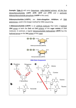 8
Example: Tube A will carry Sequenase, radio-labelled primers, all the four
deoxyribonucleotides (dATP, dCTP, dGTP and dTTP) and a particular
dideoxyribonucleotide phosphate (ddATP in this case).
Dideoxynucleotides (ddNTPs) are chain-elongation inhibitors of DNA
polymerase, used in the Sanger method for DNA sequencing.
A dideoxynucleotide (ddNTP) is an artificial molecule that lacks a hydroxyl
(OH) group at both the 2nd and 3rd carbons of the sugar moiety of DNA
molecule. In contrast, a regular deoxynucleotide triphosphate (dNTP) has the
hydroxyl group on the 3rd carbon of the sugar.
DNA-Chain Components
 