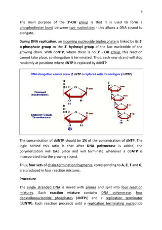 9
The main purpose of the 3'-OH group is that it is used to form a
phosphodiester bond between two nucleotides - this allows a DNA strand to
elongate.
During DNA replication, an incoming nucleoside triphosphate is linked by its 5'
α-phosphate group to the 3' hydroxyl group of the last nucleotide of the
growing chain. With ddNTP, where there is no 3' - OH group, this reaction
cannot take place, so elongation is terminated. Thus, each new strand will stop
randomly at positions where dNTP is replaced by ddNTP
DNA elongation cannot occur if dNTP is replaced with its analogue (ddNTP)
The concentration of ddNTP should be 1% of the concentration of dNTP. The
logic behind this ratio is that after DNA polymerase is added, the
polymerization will take place and will terminate whenever a ddATP is
incorporated into the growing strand.
Thus, four sets of chain-termination fragments, corresponding to A, C, T and G,
are produced in four reaction mixtures.
Procedure
The single stranded DNA is mixed with primer and split into four reaction
mixtures. Each reaction mixture contains DNA polymerase, four
deoxyribonucleotide phosphates (dNTPs) and a replication terminator
(ddNTP). Each reaction proceeds until a replication terminating nucleotide
 