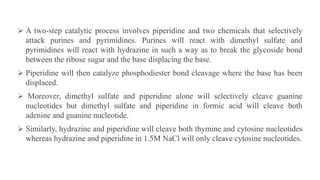  A two-step catalytic process involves piperidine and two chemicals that selectively
attack purines and pyrimidines. Purines will react with dimethyl sulfate and
pyrimidines will react with hydrazine in such a way as to break the glycoside bond
between the ribose sugar and the base displacing the base.
 Piperidine will then catalyze phosphodiester bond cleavage where the base has been
displaced.
 Moreover, dimethyl sulfate and piperidine alone will selectively cleave guanine
nucleotides but dimethyl sulfate and piperidine in formic acid will cleave both
adenine and guanine nucleotide.
 Similarly, hydrazine and piperidine will cleave both thymine and cytosine nucleotides
whereas hydrazine and piperidine in 1.5M NaCl will only cleave cytosine nucleotides.
 