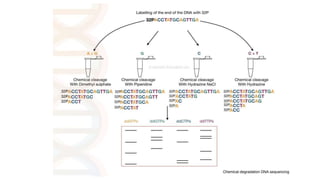DNA sequencing.pptx