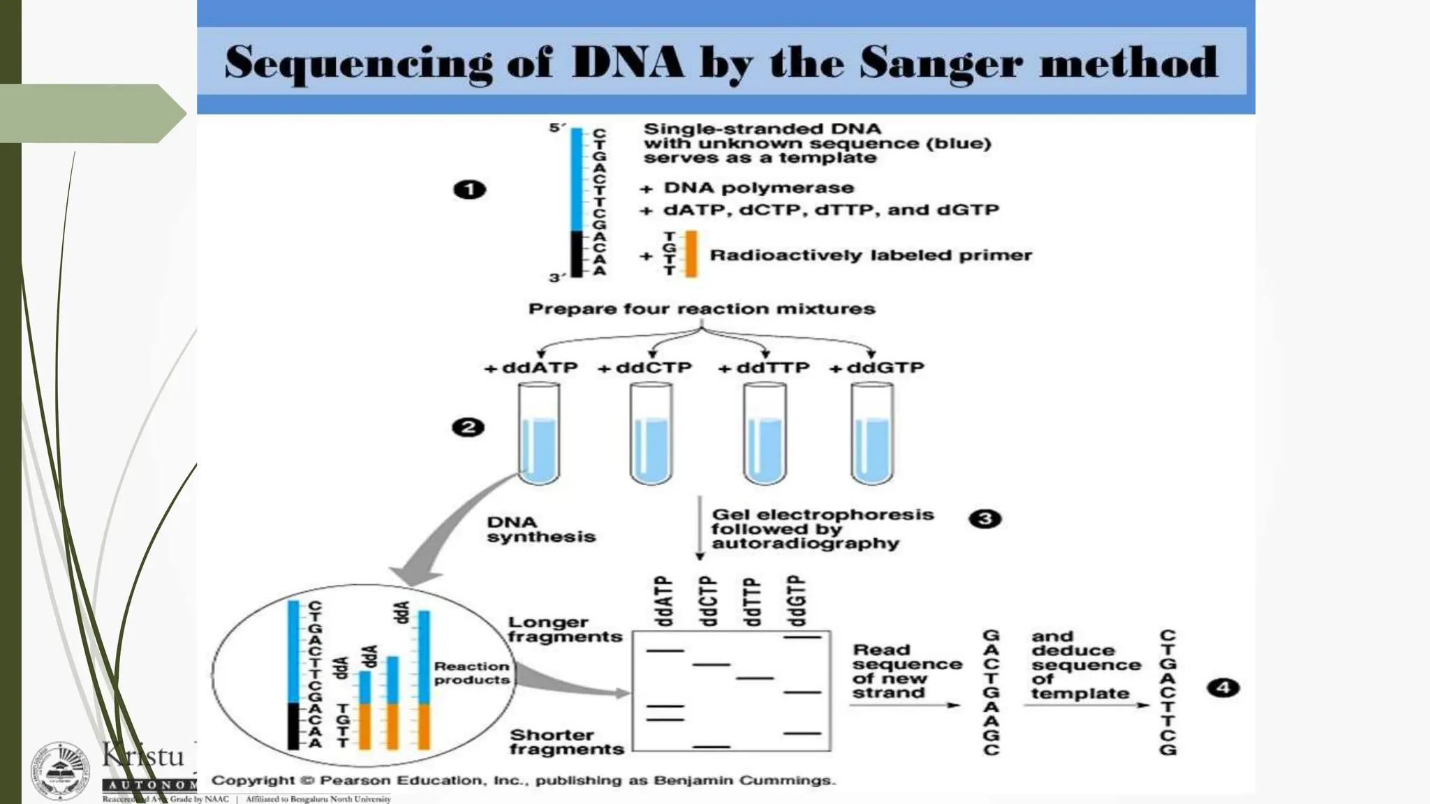 DNA Sequencing.ppt | Free Download