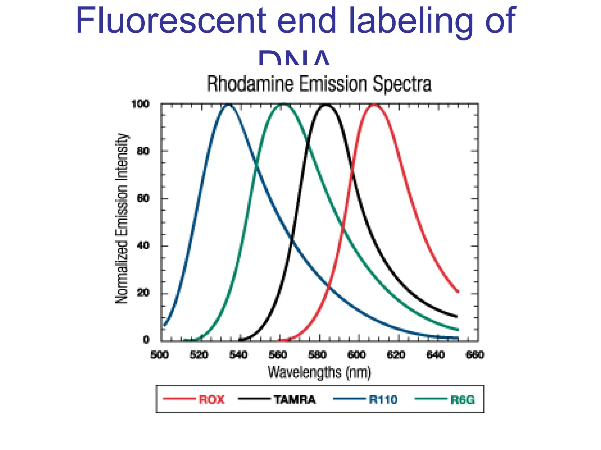 Fluorescent end labeling of
DNA
 