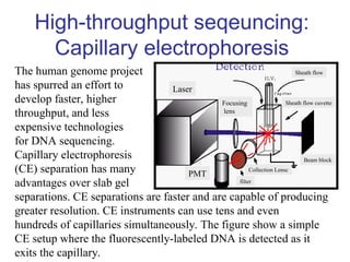 High-throughput seqeuncing:
Capillary electrophoresis
The human genome project
has spurred an effort to
develop faster, higher
throughput, and less
expensive technologies
for DNA sequencing.
Capillary electrophoresis
(CE) separation has many
advantages over slab gel
separations. CE separations are faster and are capable of producing
greater resolution. CE instruments can use tens and even
hundreds of capillaries simultaneously. The figure show a simple
CE setup where the fluorescently-labeled DNA is detected as it
exits the capillary.
Laser
PMT
Focusing
lens
Sheath flow cuvette
Sheath flow
Collection Lensc
Collection Lensc
Beam block
filter
 