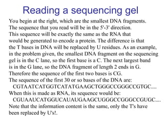 Reading a sequencing gel
You begin at the right, which are the smallest DNA fragments.
The sequence that you read will be in the 5'-3' direction.
This sequence will be exactly the same as the RNA that
would be generated to encode a protein. The difference is that
the T bases in DNA will be replaced by U residues. As an example,
in the problem given, the smallest DNA fragment on the sequencing
gel is in the C lane, so the first base is a C. The next largest band
is in the G lane, so the DNA fragment of length 2 ends in G.
Therefore the sequence of the first two bases is CG.
The sequence of the first 30 or so bases of the DNA are:
CGTAATCATGGTCATATGAAGCTGGGCCGGGCCGTGC....
When this is made as RNA, its sequence would be:
CGUAAUCATGGUCAUAUGAAGCUGGGCCGGGCCGUGC....
Note that the information content is the same, only the T's have
been replaced by U's!.
 