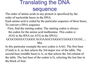 Translating the DNA
sequence
The order of amino acids in any protein is specificed by the
order of nucleotide bases in the DNA.
Each amino acid is coded by the particular sequence of three bases.
To convert a DNA sequence
First, find the starting codon. The starting codon is always
the codon for the amino acid methionine. This codon is
AUG in the RNA (or ATG in the DNA):
GCGCGGGUCCGGGCAUGAAGCUGGGCCGGGCCGUGC....
Met
In this particular example the next codon is AAG. The first base
(5'end) is A, so that selects the 3rd major row of the table. The
second base (middle base) is A, so that selects the 3rd column of
the table. The last base of the codon is G, selecting the last line in
the block of four.
 