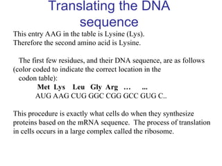 Translating the DNA
sequence
This entry AAG in the table is Lysine (Lys).
Therefore the second amino acid is Lysine.
The first few residues, and their DNA sequence, are as follows
(color coded to indicate the correct location in the
codon table):
Met Lys Leu Gly Arg … ...
AUG AAG CUG GGC CGG GCC GUG C..
This procedure is exactly what cells do when they synthesize
proteins based on the mRNA sequence. The process of translation
in cells occurs in a large complex called the ribosome.
 