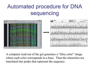 Automated procedure for DNA
sequencing
A computer read-out of the gel generates a “false color” image
where each color corresponds to a base. Then the intensities are
translated into peaks that represent the sequence.
 
