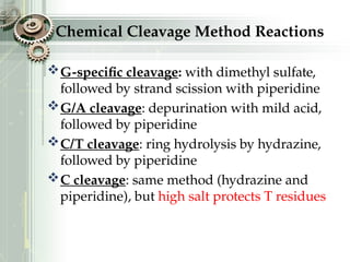 Chemical Cleavage Method Reactions
G-specific cleavage: with dimethyl sulfate,
followed by strand scission with piperidine
G/A cleavage: depurination with mild acid,
followed by piperidine
C/T cleavage: ring hydrolysis by hydrazine,
followed by piperidine
C cleavage: same method (hydrazine and
piperidine), but high salt protects T residues
 