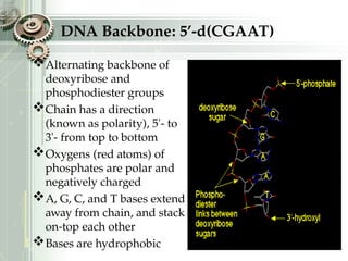 DNA Backbone: 5’-d(CGAAT)
Alternating backbone of
deoxyribose and
phosphodiester groups
Chain has a direction
(known as polarity), 5'- to
3'- from top to bottom
Oxygens (red atoms) of
phosphates are polar and
negatively charged
A, G, C, and T bases extend
away from chain, and stack
on-top each other
Bases are hydrophobic
 