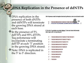 DNA Replication in the Presence of ddNTPs
DNA replication in the
presence of both dNTPs
and ddNTPs will terminate
the growing DNA strand at
each base.
In the presence of 5%
ddTTPs and 95% dTTPs
Taq polymerase will
incorporate a terminating
ddTTP at each ‘T’ position
in the growing DNA strand.
Note: DNA is replicated in
the 5’ to 3’ direction.
 
