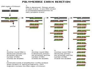 Polymerase Chain Reaction
 