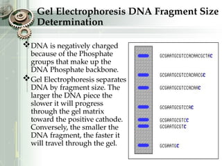 Gel Electrophoresis DNA Fragment Size
Determination
DNA is negatively charged
because of the Phosphate
groups that make up the
DNA Phosphate backbone.
Gel Electrophoresis separates
DNA by fragment size. The
larger the DNA piece the
slower it will progress
through the gel matrix
toward the positive cathode.
Conversely, the smaller the
DNA fragment, the faster it
will travel through the gel.
 