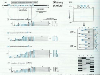Dideoxy
method
 