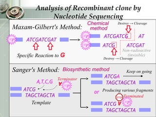 Sanger's Method:
Maxam-Gilbert's Method:
32
P
32
P ATCGATCG
32
P ATCG
AT
ATCGAT
ATCG
TAGCTAGCTA
TAGCTAGCTA
TAGCTAGCTA
ATCGA
Specific Reaction to G
ATCG
STOP
32
P
A
Terminated
Keep on going
Biosynthetic method
Chemical
method
Template
or
Non-radioactive
(invisible)
A,T,C,G
32
P
A
Terminator
Destroy → Cleavage
Destroy → Cleavage
ATCGATCGAT
Producing various fragments
Analysis of Recombinant clone by
Nucleotide Sequencing
 