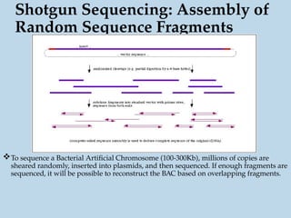 Shotgun Sequencing: Assembly of
Random Sequence Fragments
To sequence a Bacterial Artificial Chromosome (100-300Kb), millions of copies are
sheared randomly, inserted into plasmids, and then sequenced. If enough fragments are
sequenced, it will be possible to reconstruct the BAC based on overlapping fragments.
 