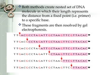 Both methods create nested set of DNA
molecule in which their length represents
the distance from a fixed point (i.e. primer)
to a specific base.
These fragments are then resolved by gel
electrophoresis.
 