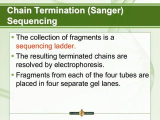 Chain Termination (Sanger)
Sequencing
▪ The collection of fragments is a
sequencing ladder.
▪ The resulting terminated chains are
resolved by electrophoresis.
▪ Fragments from each of the four tubes are
placed in four separate gel lanes.
 
