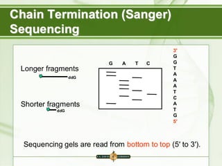 Sequencing gels are read from bottom to top (5′ to 3′).
G A T C
3′
G
G
T
A
A
A
T
C
A
T
G
5′
Longer fragments
Shorter fragments
ddG
ddG
Chain Termination (Sanger)
Sequencing
 