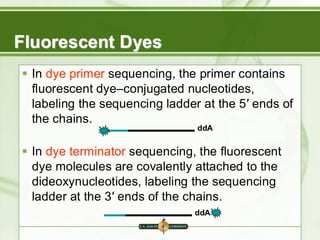 Fluorescent Dyes
▪ In dye primer sequencing, the primer contains
fluorescent dye–conjugated nucleotides,
labeling the sequencing ladder at the 5′ ends of
the chains.
▪ In dye terminator sequencing, the fluorescent
dye molecules are covalently attached to the
dideoxynucleotides, labeling the sequencing
ladder at the 3′ ends of the chains.
ddA
ddA
 