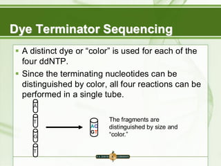 AC
GT
The fragments are
distinguished by size and
“color.”
Dye Terminator Sequencing
▪ A distinct dye or “color” is used for each of the
four ddNTP.
▪ Since the terminating nucleotides can be
distinguished by color, all four reactions can be
performed in a single tube.
A
T
G
T
 