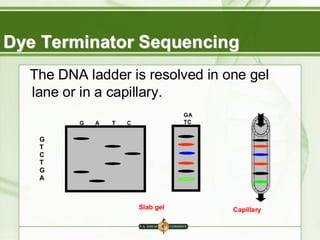Capillary
G
T
C
T
G
A
Slab gel
GA
TC
G A T C
Dye Terminator Sequencing
The DNA ladder is resolved in one gel
lane or in a capillary.
 
