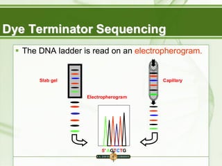 ▪ The DNA ladder is read on an electropherogram.
Capillary
Slab gel
5′ AGTCTG
Electropherogram
Dye Terminator Sequencing
 
