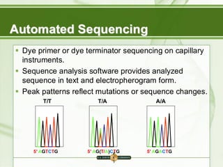 5′ AGTCTG 5′ AG(T/A)CTG 5′ AGACTG
T/T T/A A/A
Automated Sequencing
▪ Dye primer or dye terminator sequencing on capillary
instruments.
▪ Sequence analysis software provides analyzed
sequence in text and electropherogram form.
▪ Peak patterns reflect mutations or sequence changes.
 