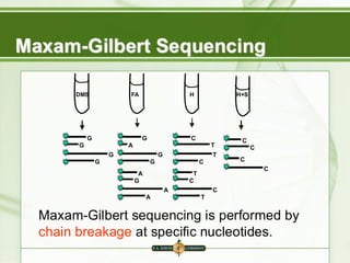 Maxam-Gilbert sequencing is performed by
chain breakage at specific nucleotides.
DMS
G
G
G
G
FA
G
A
G
G
A
G
A
A
H
C
T
T
C
T
C
C
T
H+S
C
C
C
C
Maxam-Gilbert Sequencing
 