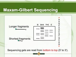 Sequencing gels are read from bottom to top (5′ to 3′).
G G+A T+C C
3′
A
A
G
C
A
A
C
G
T
G
C
A
G
5′
Longer fragments
Shortest fragments
G
A
Maxam-Gilbert Sequencing
 